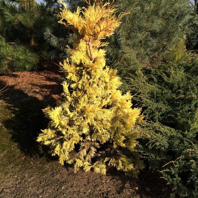 Calocedrus decurrens 'Berrima Gold'