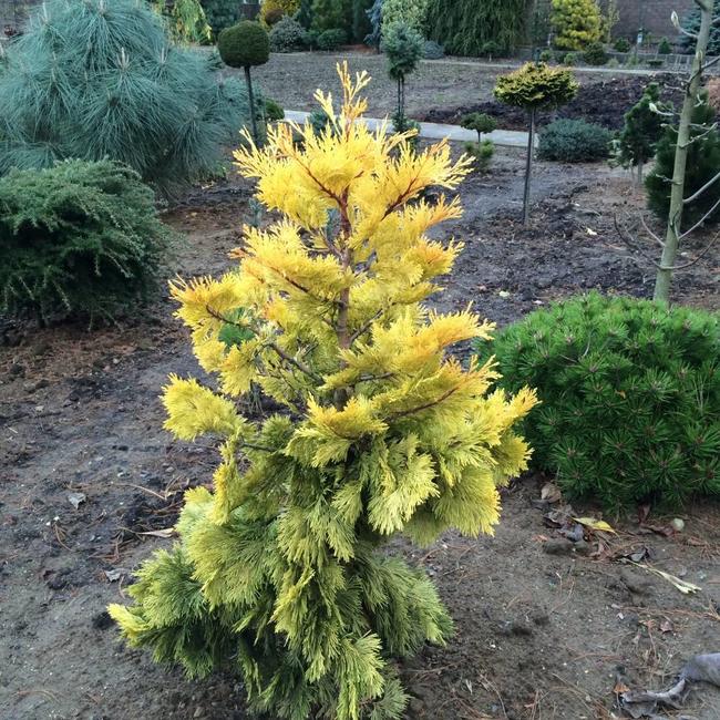 Calocedrus decurrens 'Berrima Gold'
