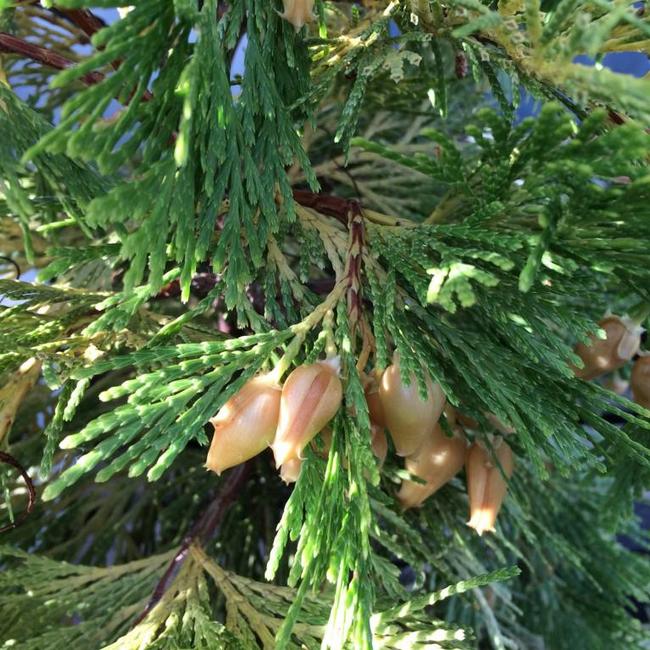Calocedrus decurrens 'Berrima Gold'
