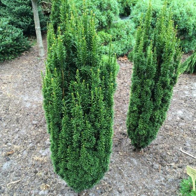 Taxus baccata 'Micro'