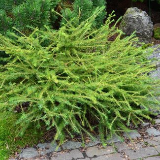 Larix laricina 'Arehthusa Bog'