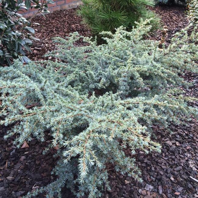 Cedrus libani ssp. atl. 'Sapphire Nympf'