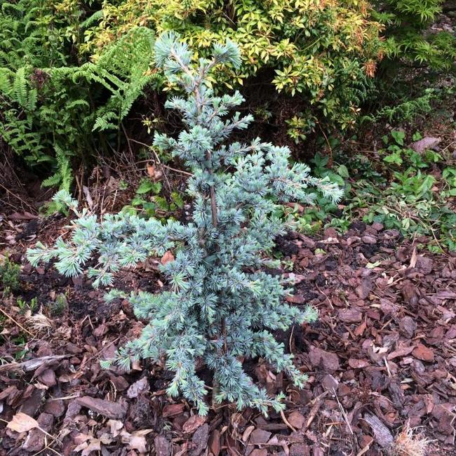 Cedrus libani ssp. atl. 'Sapphire Nympf'