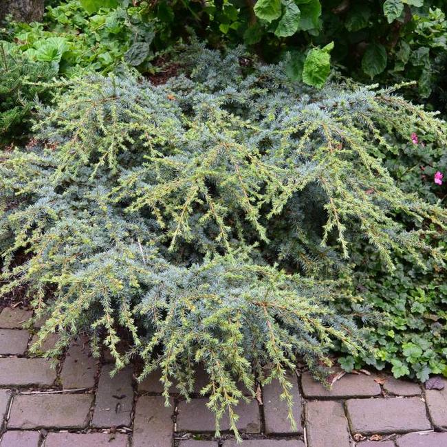 Cedrus libani ssp. atl. 'Sapphire Nympf'