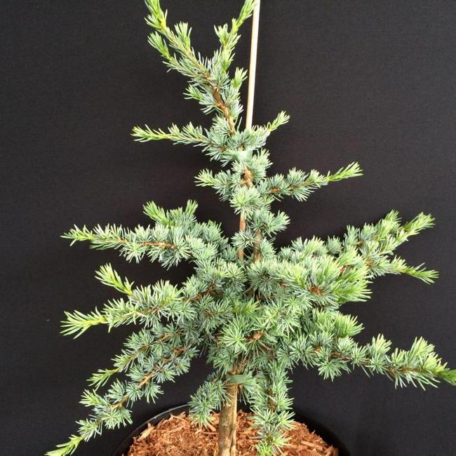 Cedrus libani ssp. atl. 'Sapphire Nympf'