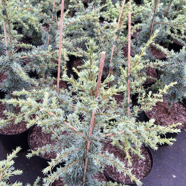 Cedrus libani ssp. atl. 'Sapphire Nympf'