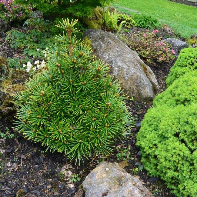 Sciadopitys verticillata 'Picola'