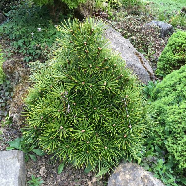 Sciadopitys verticillata 'Picola'