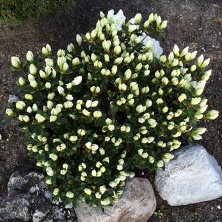 Rhododendron obtusum 'Maischnee'