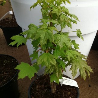 Acer platanoides 'Nowusch'