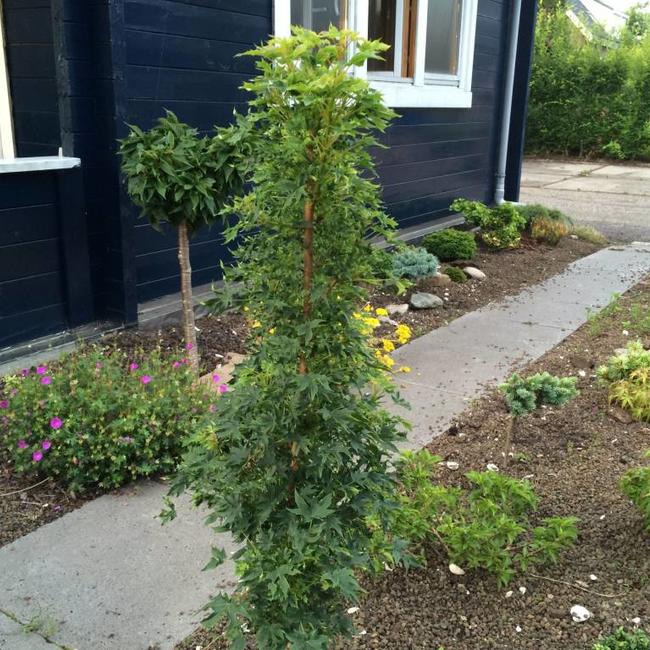 Acer platanoides 'Nowusch'