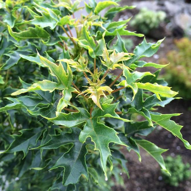 Acer platanoides 'Nowusch'