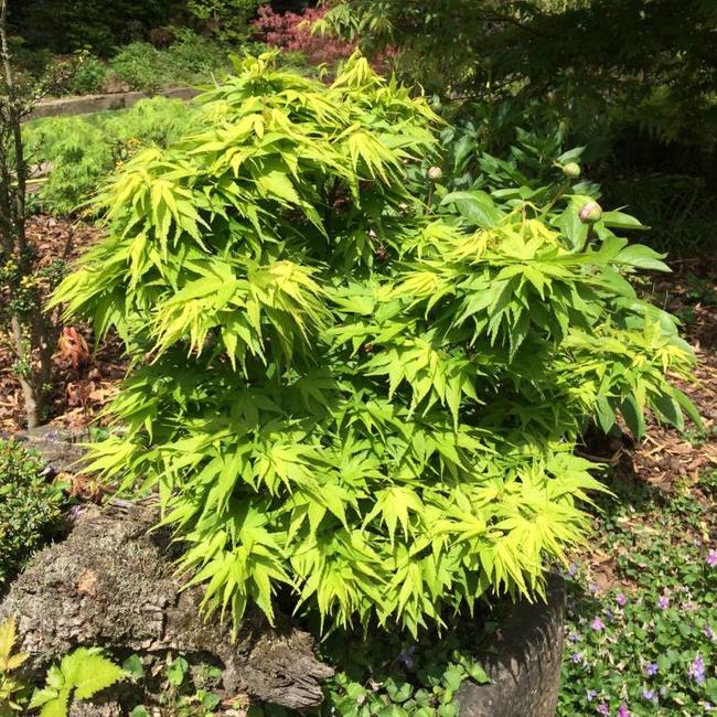 Acer palmatum 'Mikawa yatsubusa'