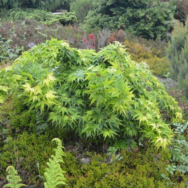 Acer palmatum 'Mikawa yatsubusa'