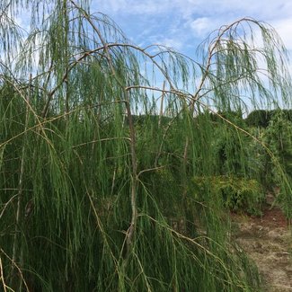 Chamaecyparis lawsoniana 'Imbricata Pendula'