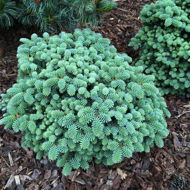 Abies pinsapo 'Atlas'