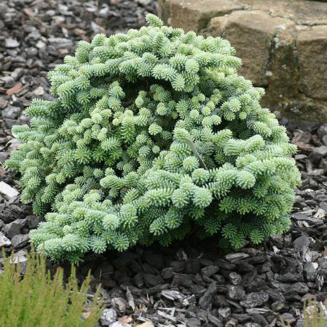 Abies pinsapo 'Atlas'
