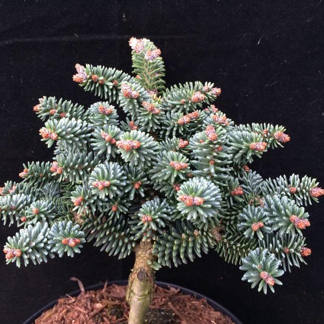 Abies pinsapo 'Atlas'