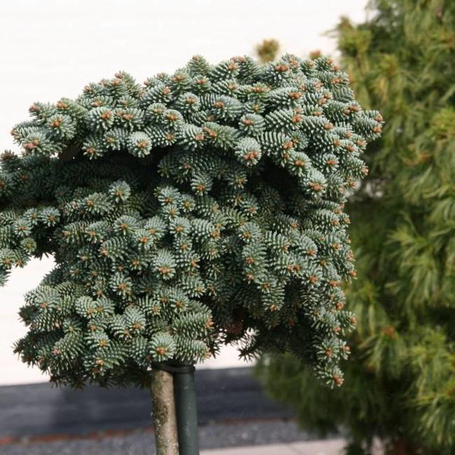 Abies pinsapo 'Atlas'