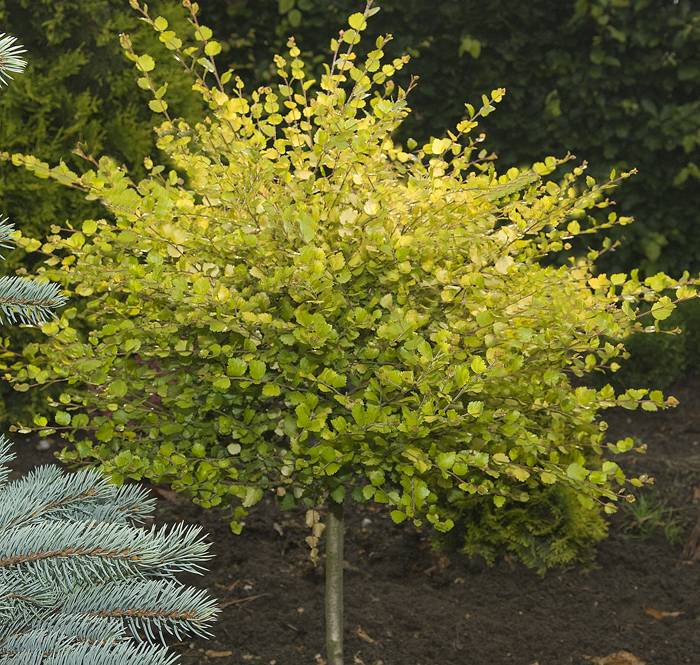 Betula Nana Golden Treasure PBR Herman Geers betula-nana-golden-treasure-pbr-herman-geers
