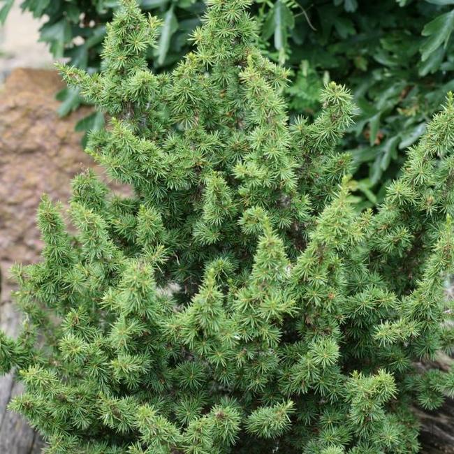 Cedrus libani 'Kenwith'