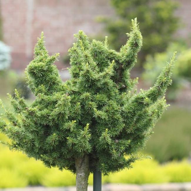 Cedrus libani 'Kenwith'