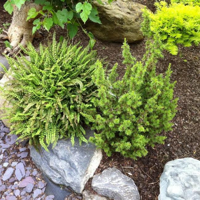 Cedrus libani 'Kenwith'