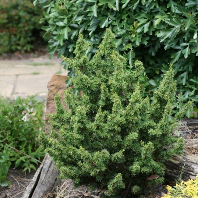 Cedrus libani 'Kenwith'
