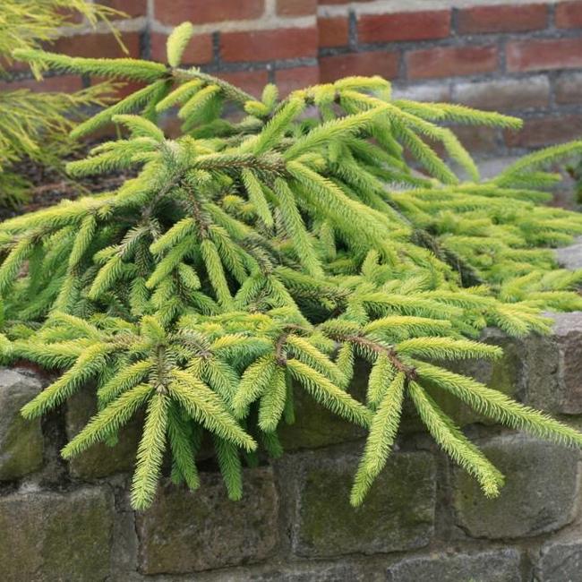 Picea abies 'Gold Drift'