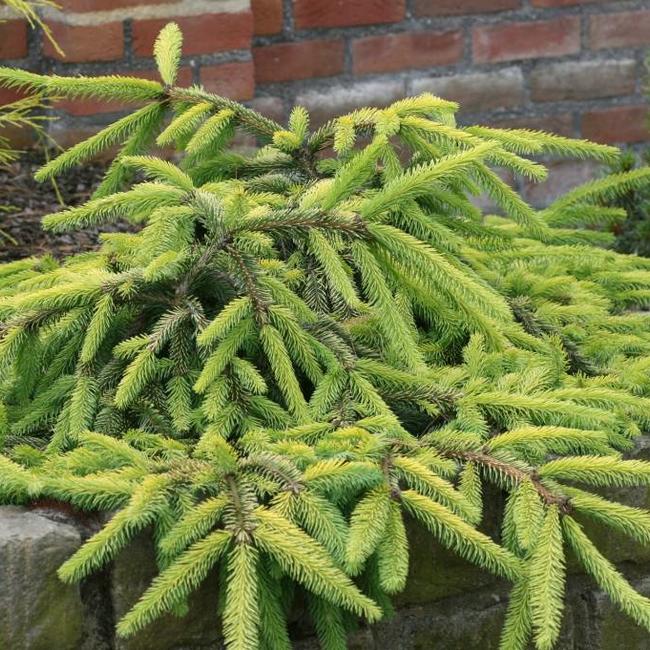 Picea abies 'Gold Drift'