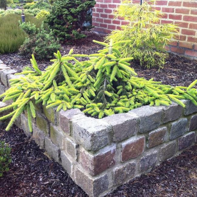 Picea abies 'Gold Drift'