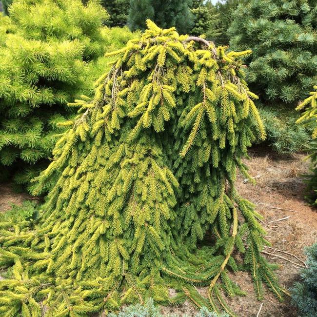 Picea abies 'Gold Drift'