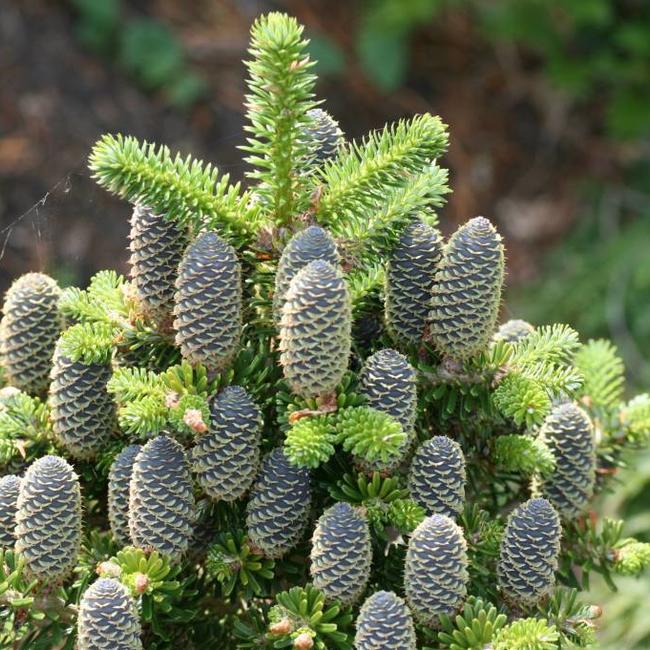 Abies koreana 'Gait'