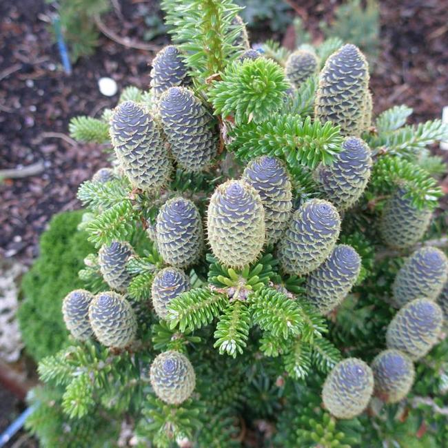 Abies koreana 'Gait'