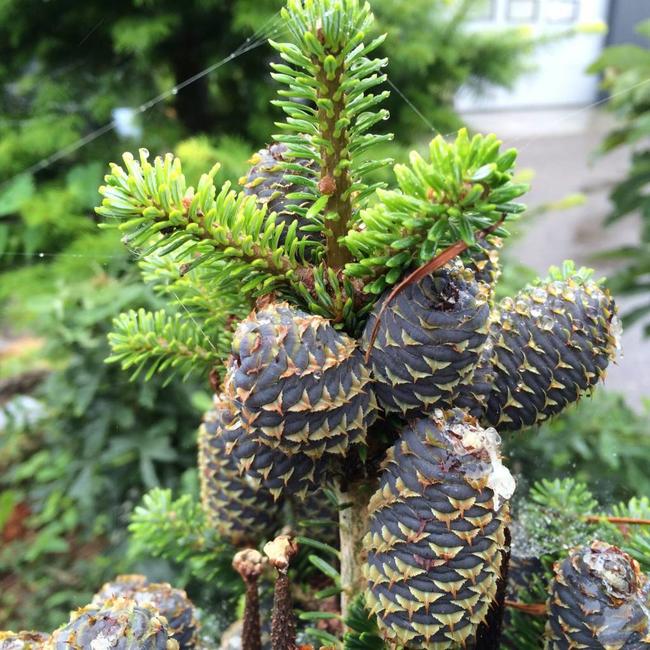 Abies koreana 'Gait'
