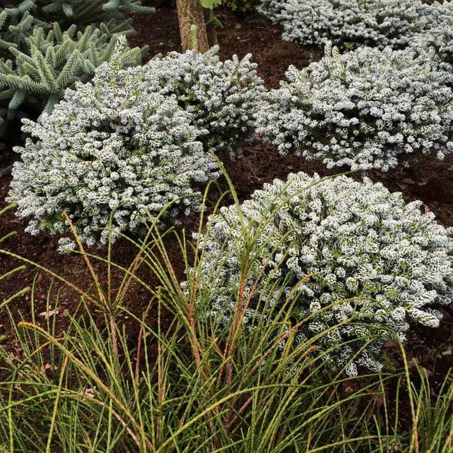 Abies koreana 'Kohouts Icebreaker'