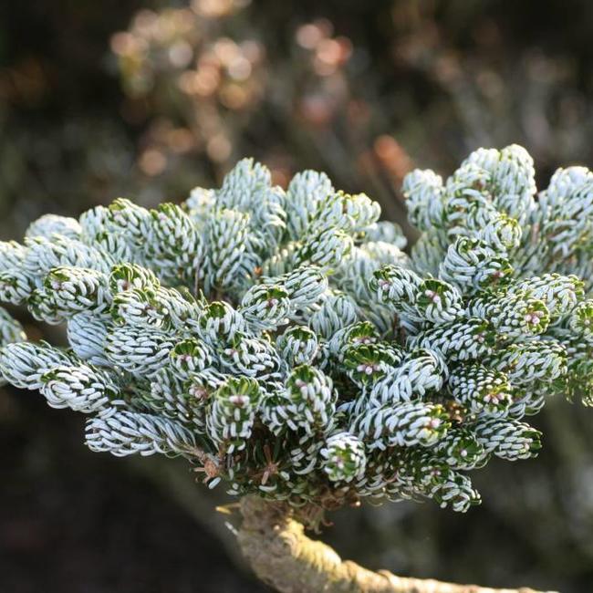 Abies koreana ‘Kohouts Icebreaker’ - Herman Geers