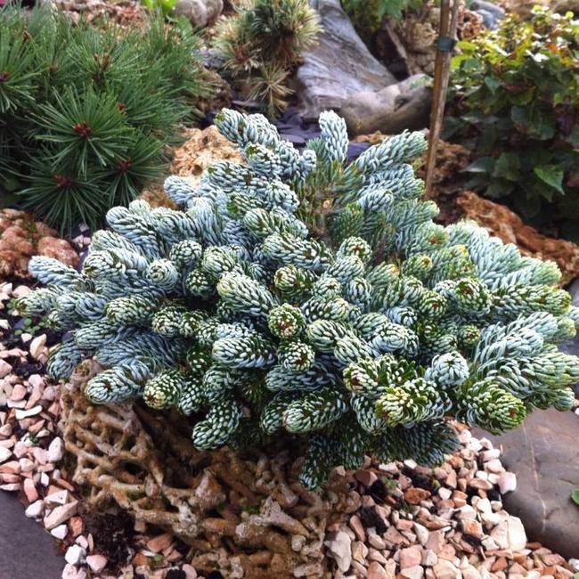 Abies koreana 'Kohouts Icebreaker'