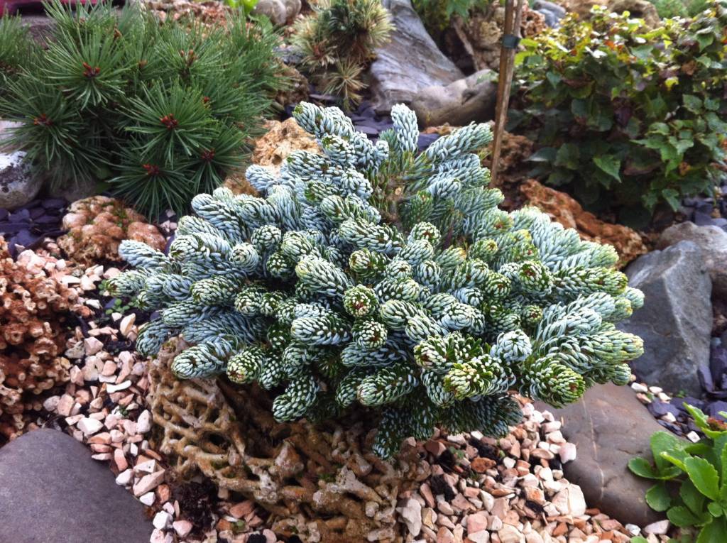 Abies koreana ‘Kohouts Icebreaker’ - Herman Geers