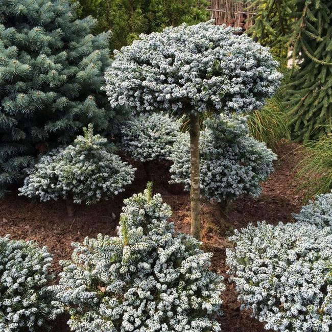 Abies koreana ‘Kohouts Icebreaker’ - Herman Geers