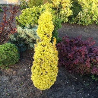 Taxus baccata 'Goldener Zwerg'