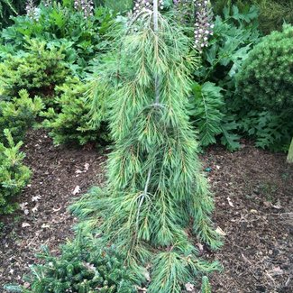 Pinus monticola 'Pendula'