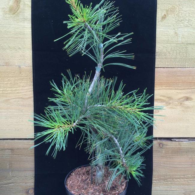 Pinus monticola 'Pendula'