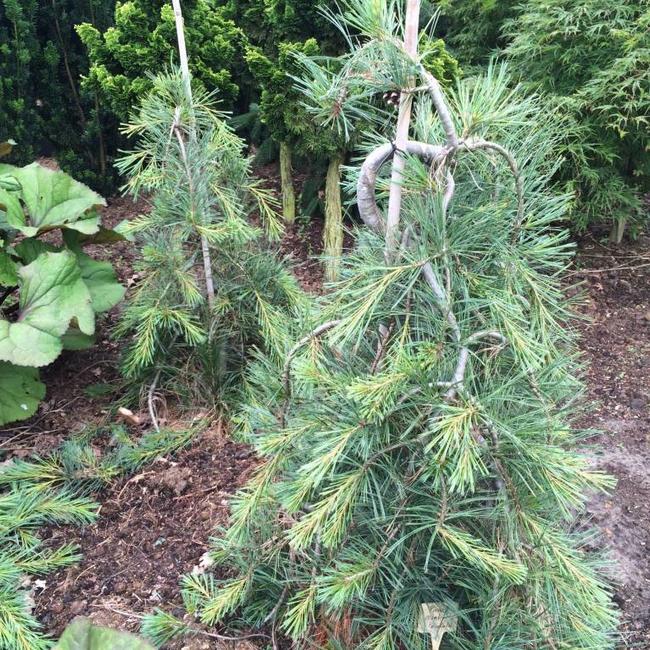 Pinus monticola 'Pendula'