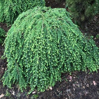 Tsuga canadensis 'Cole's Prostrate'