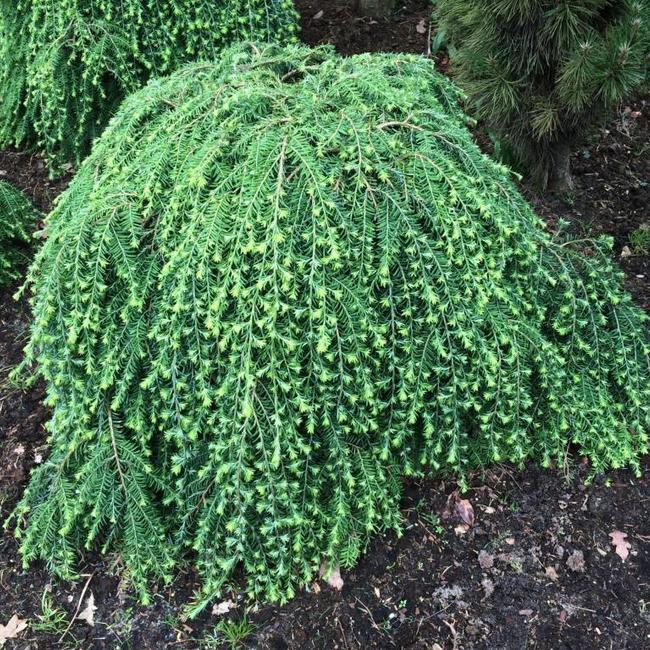 Tsuga canadensis 'Cole's Prostrate'