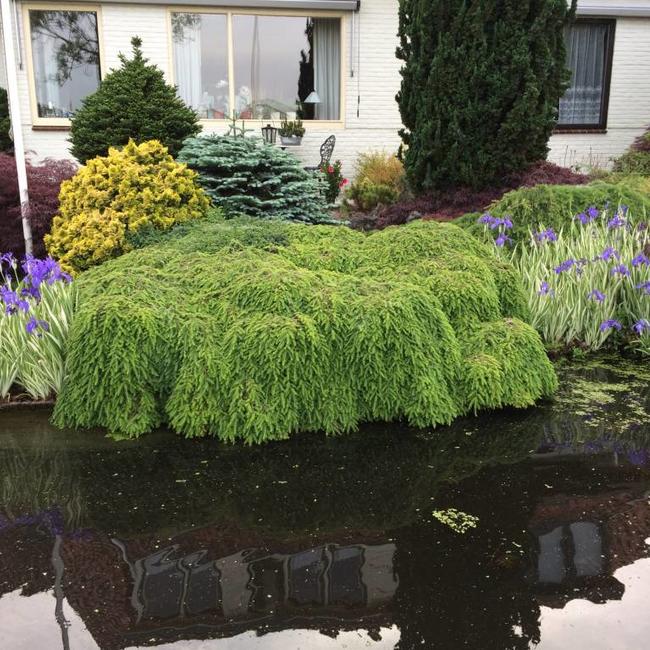 Tsuga canadensis 'Cole's Prostrate'