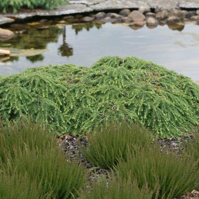 Tsuga canadensis 'Cole's Prostrate'
