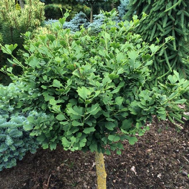 Ginkgo biloba 'Chris Dwarf'
