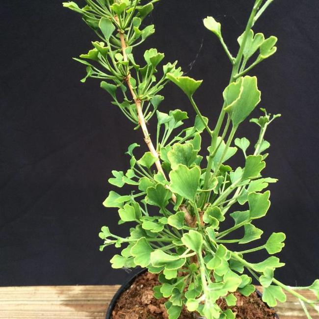 Ginkgo biloba 'Chris Dwarf'